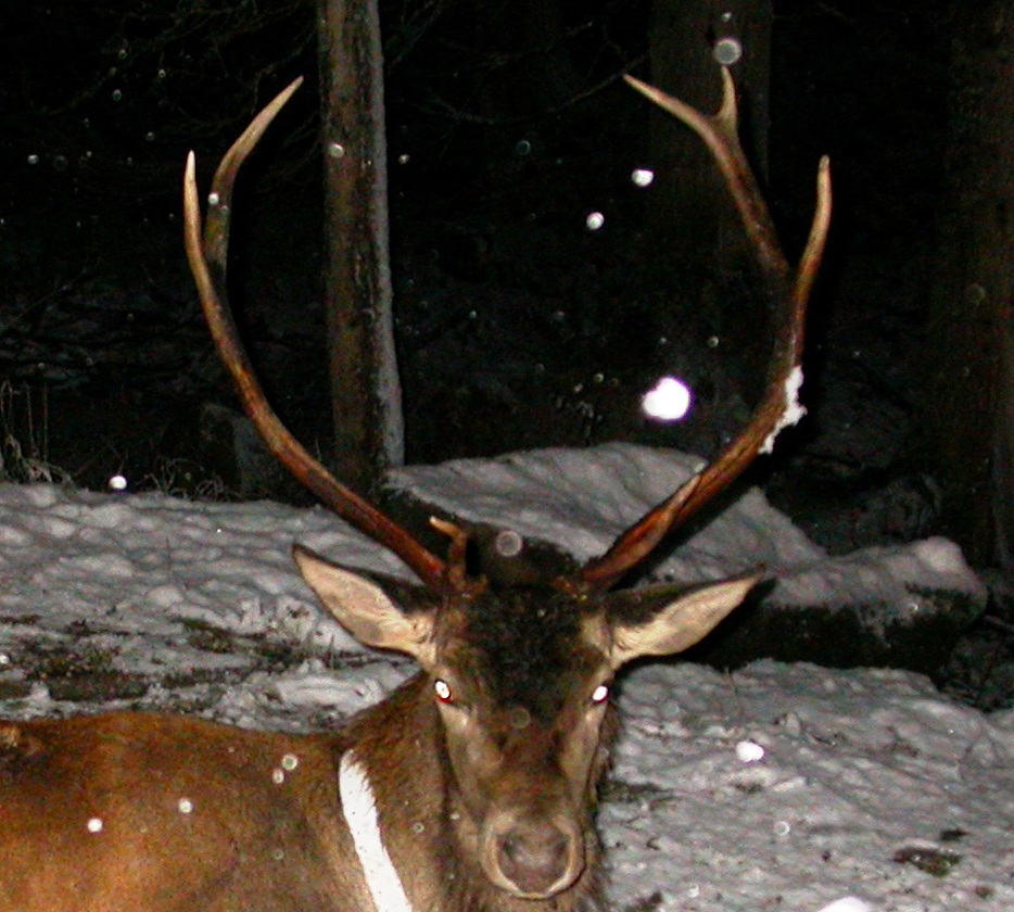 PASSIONE PER IL CERVO